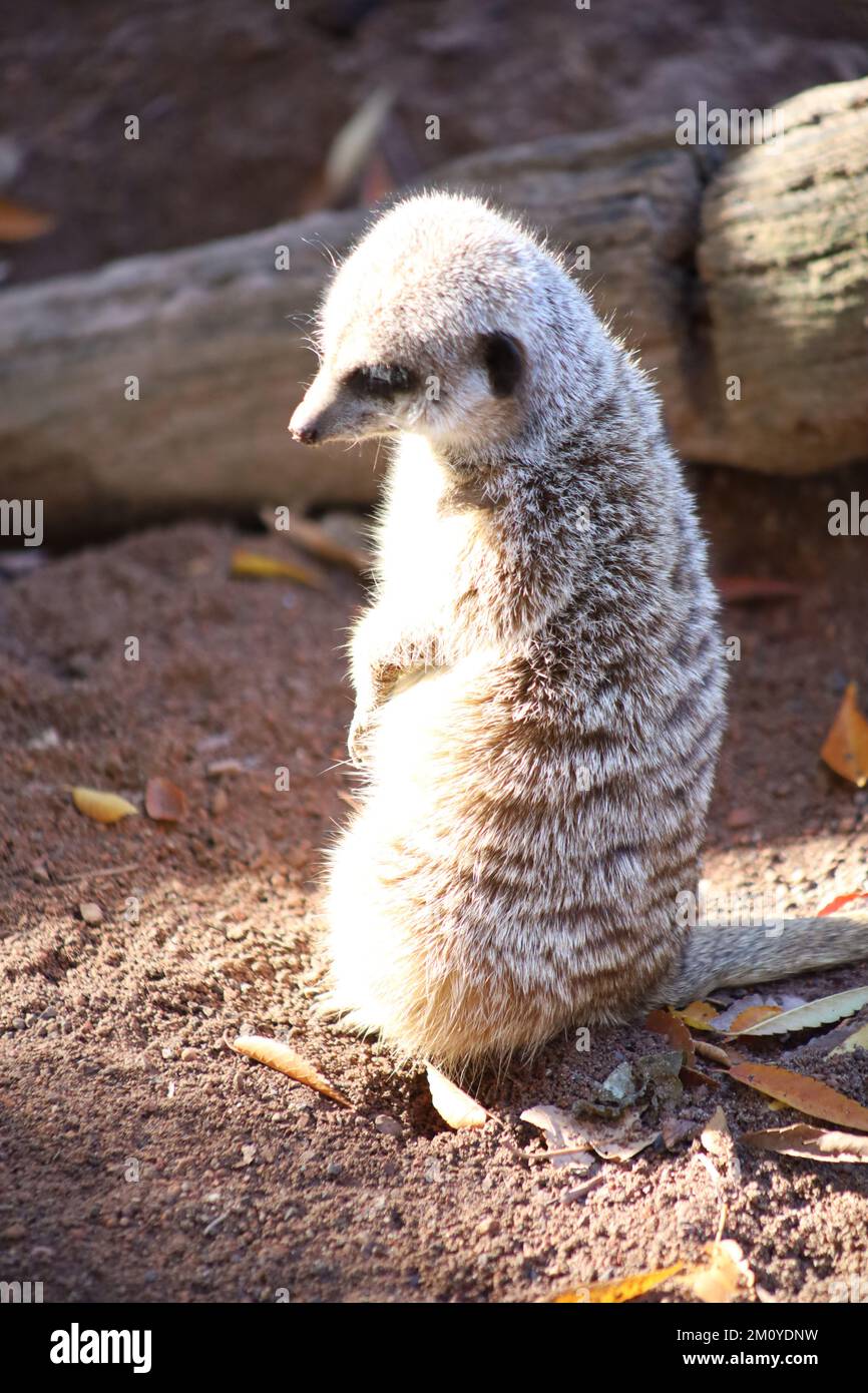 Meerkat cute looking up and down sweet animal Stock Photo