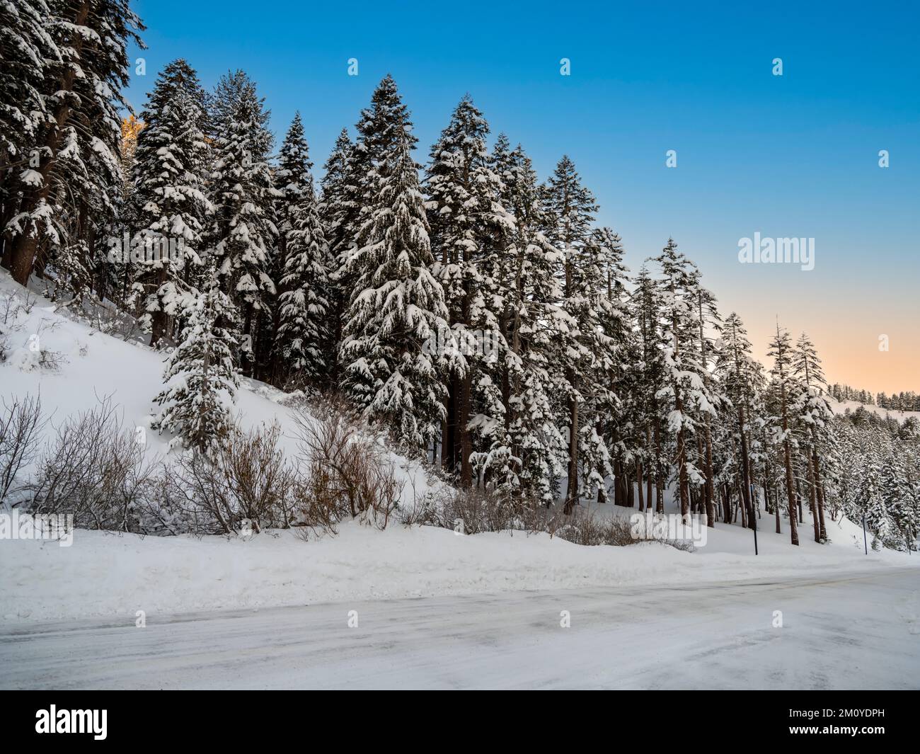 Snow covered trees along the Mt. Rose highway above Reno, Nevada in