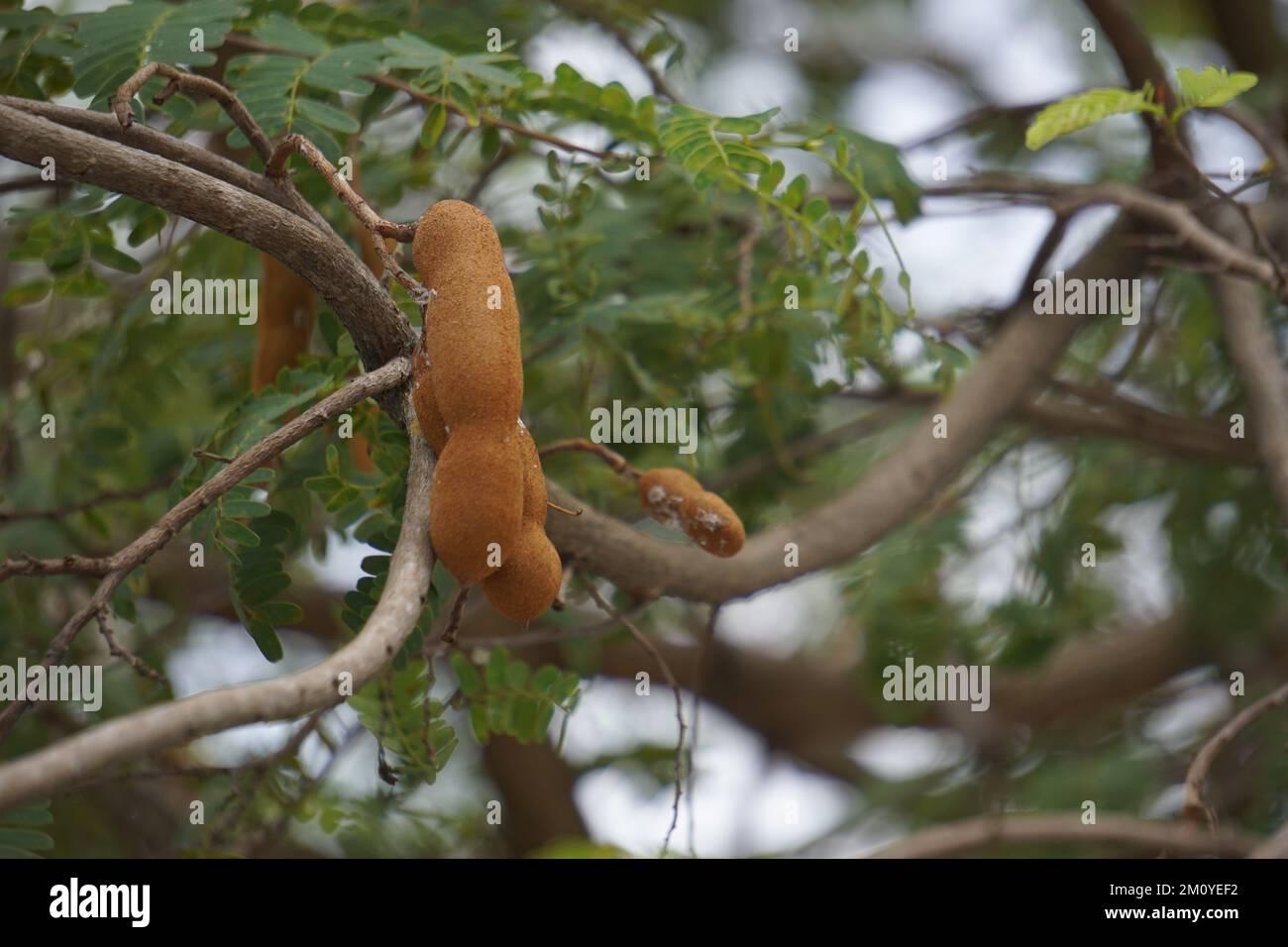 Tamarind (Also called Tamarindus indica, asam) fruit on the tree Stock Photo