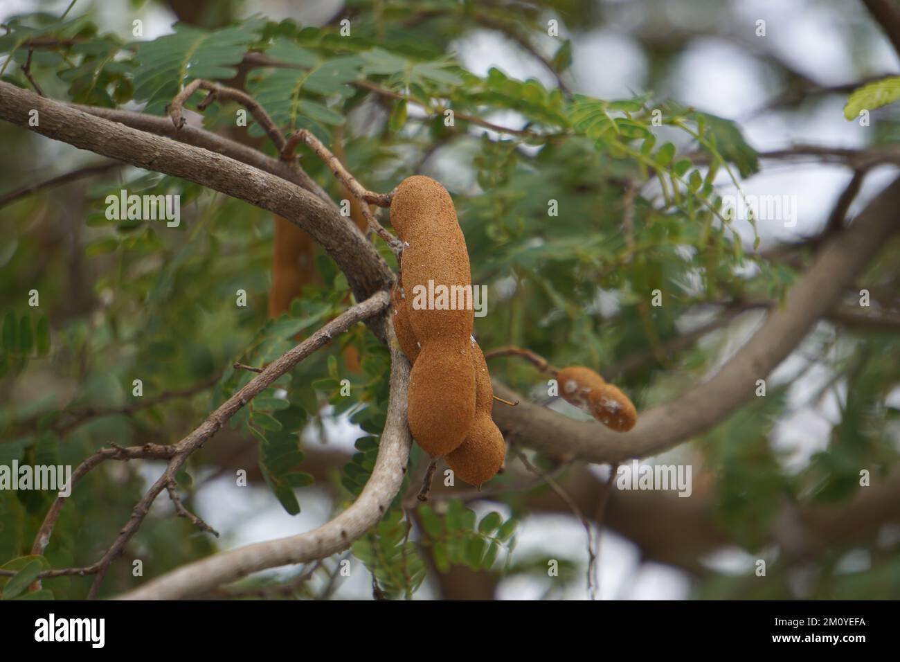 Tamarind (Also called Tamarindus indica, asam) fruit on the tree Stock Photo