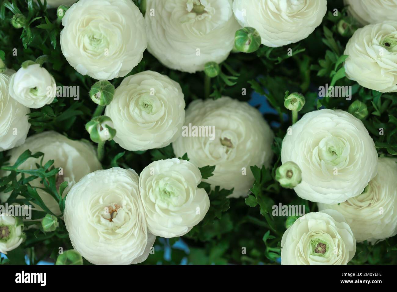 ranunculus flowers background.buttercup flowers background. Floral card in white and blue colors.  Stock Photo