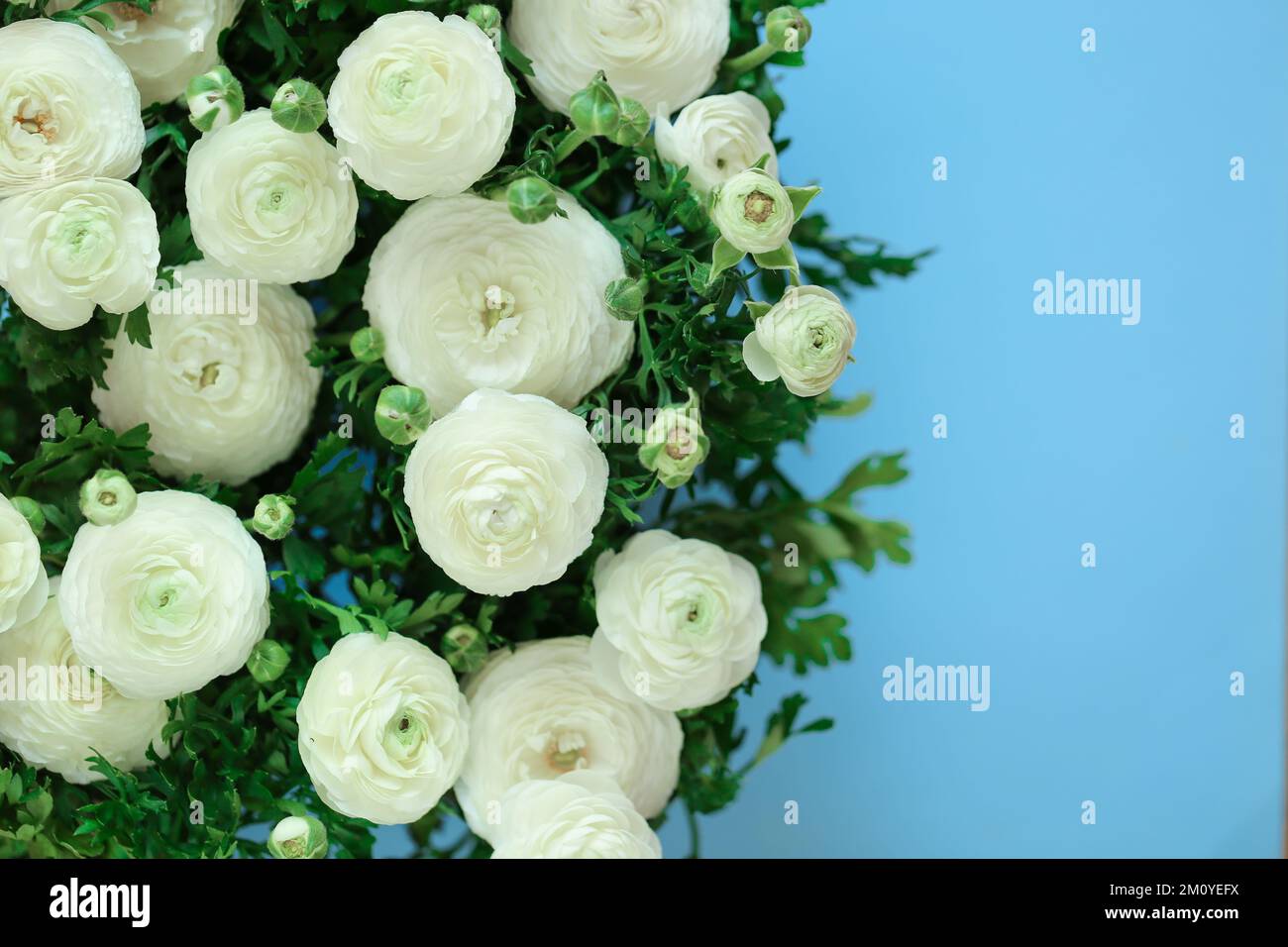 ranunculus flowers border on blue background.buttercup flowers background. Floral card in white and blue colors.  Stock Photo
