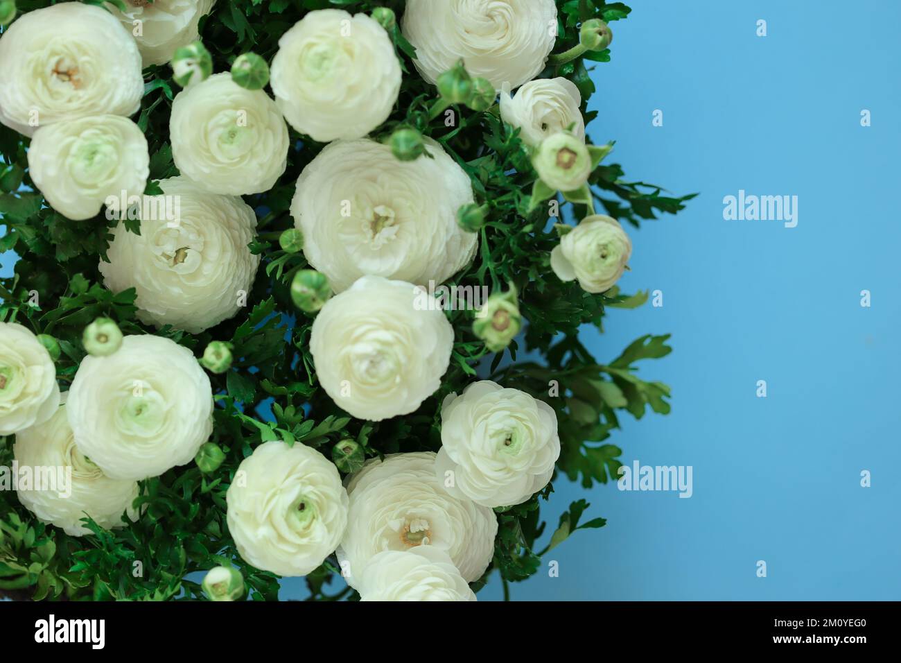 ranunculus flowers on blue background.buttercup flowers background. Floral card in white and blue colors.  Stock Photo