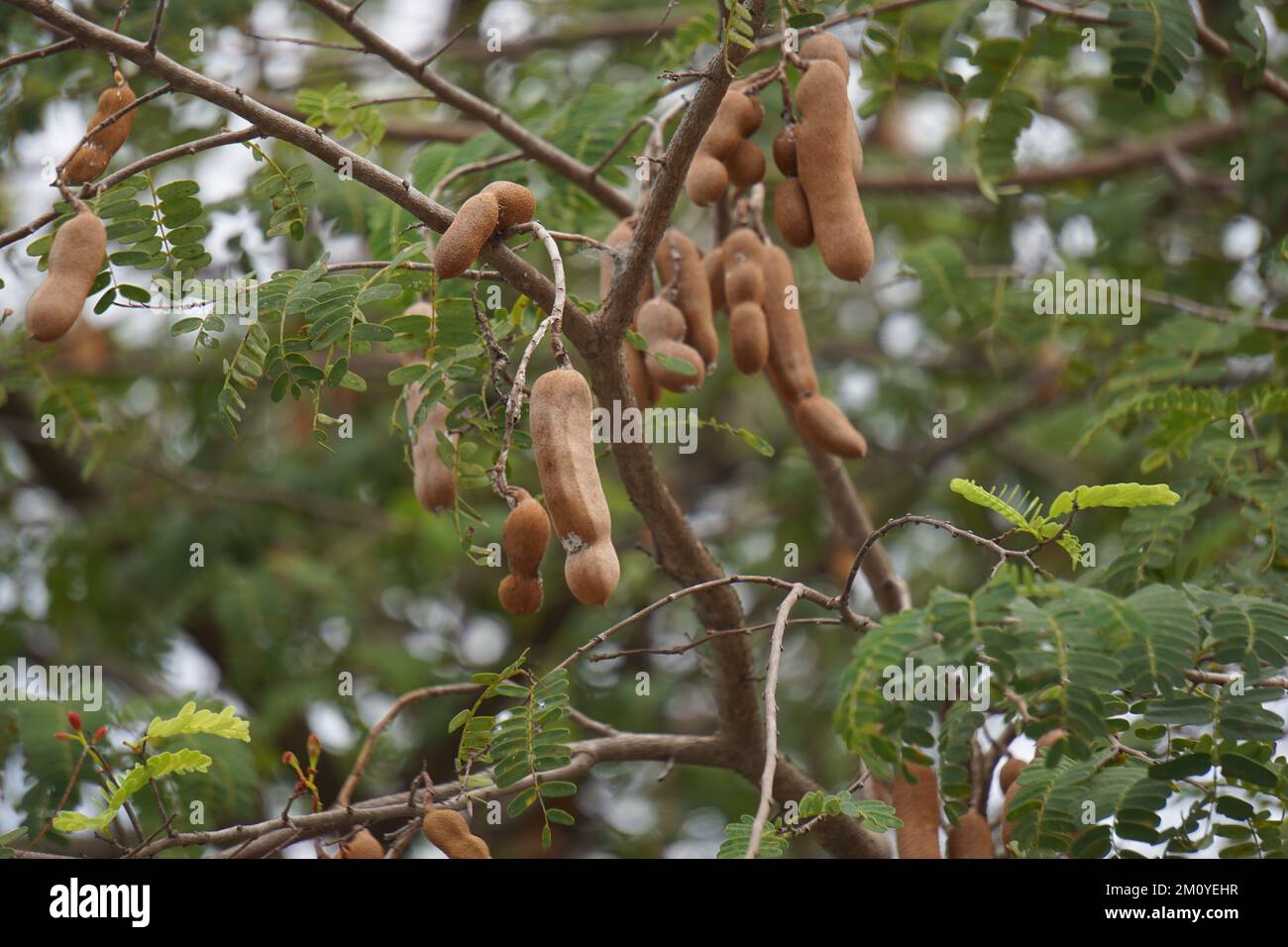 Tamarind (Also called Tamarindus indica, asam) fruit on the tree Stock Photo