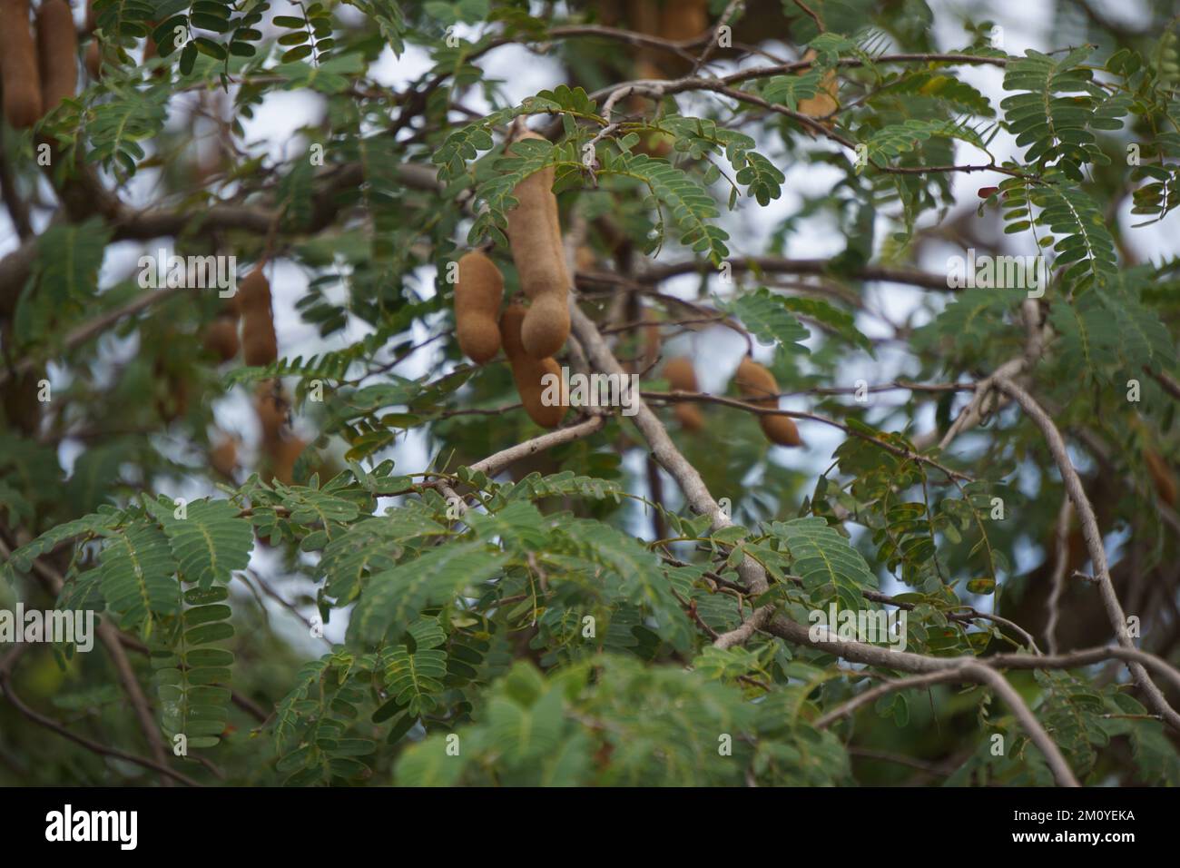 Tamarind (Also called Tamarindus indica, asam) fruit on the tree Stock Photo