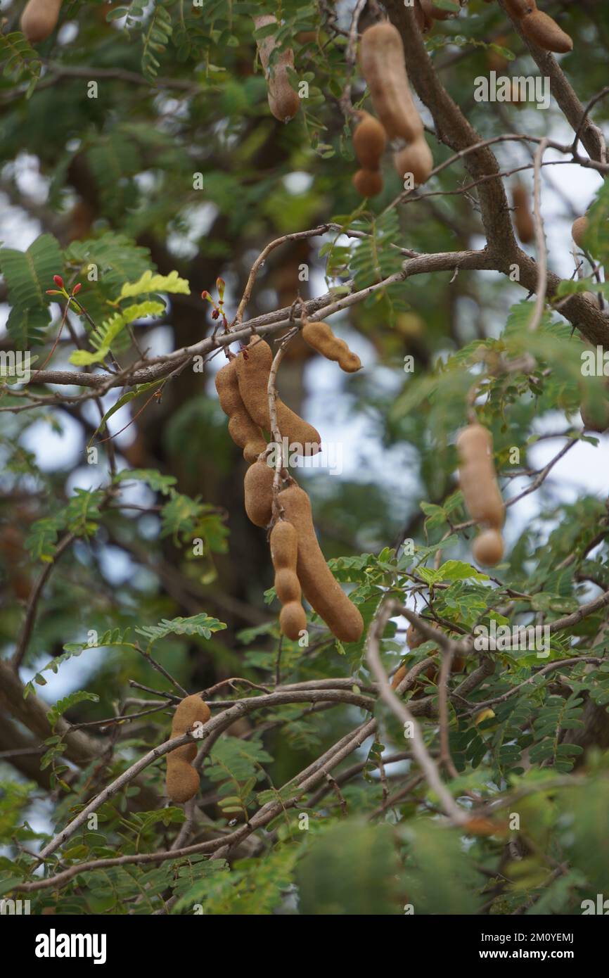 Tamarind (Also called Tamarindus indica, asam) fruit on the tree Stock Photo