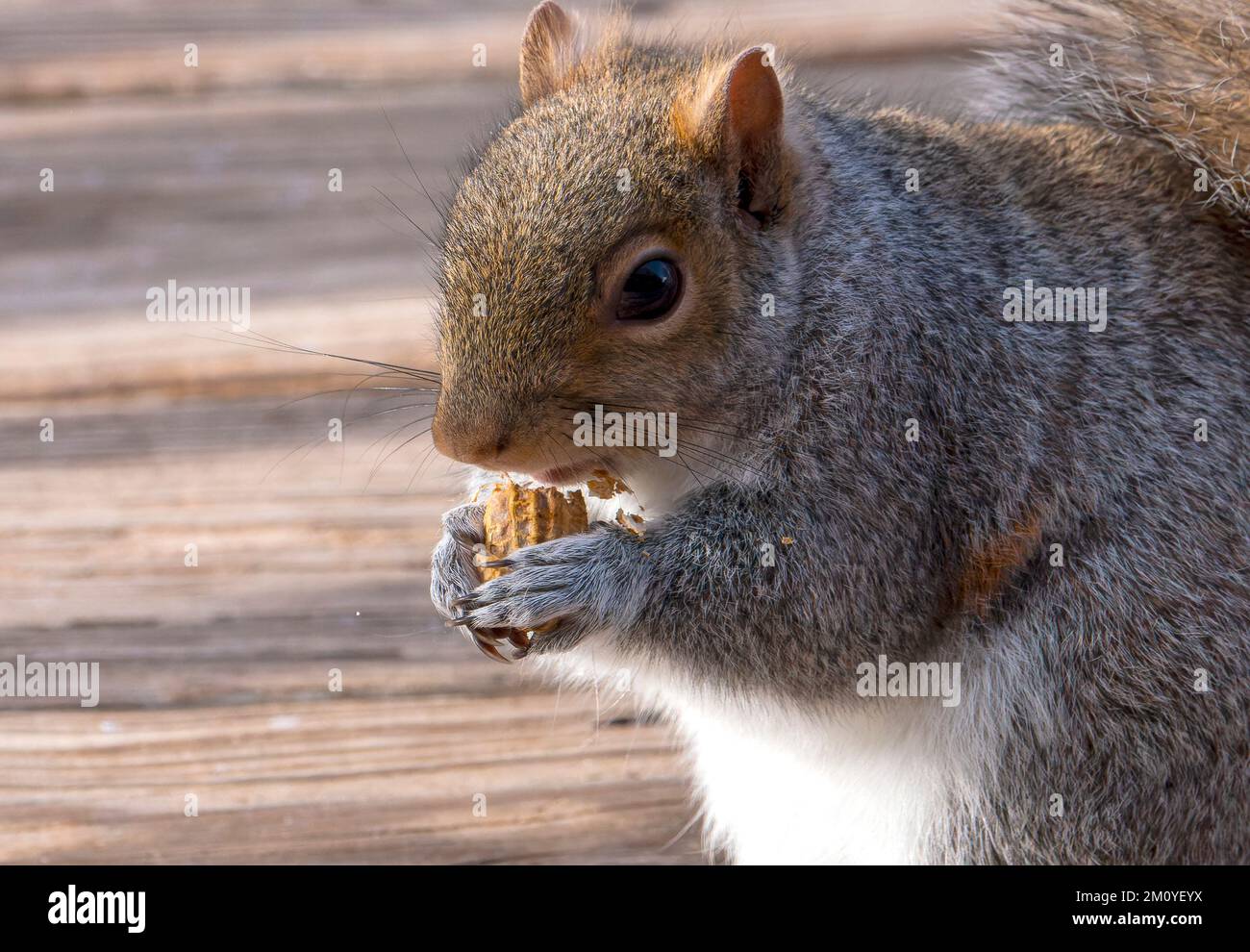 A Squirrel feeding on the deck Stock Photo Alamy