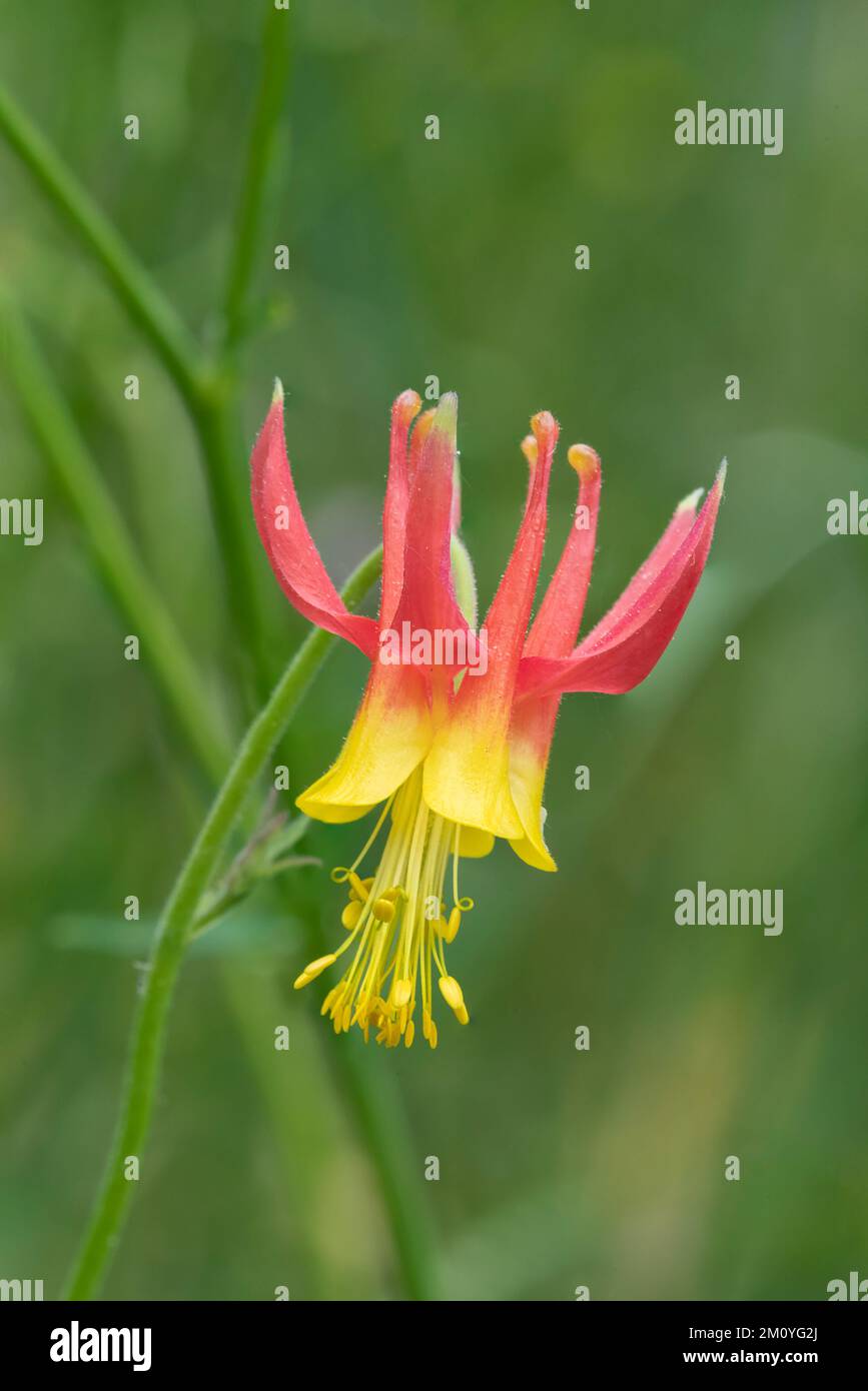 North America; United States; Alaska; Southcentral; Plants; Wildflowers; Columbine; Aquilegia vulgaris sp Stock Photo