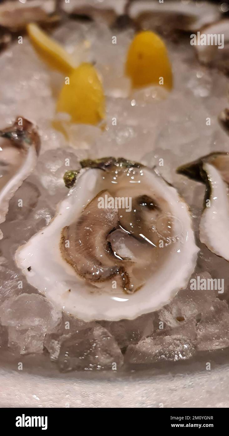 a close up of oysters on the half shell Stock Photo Alamy