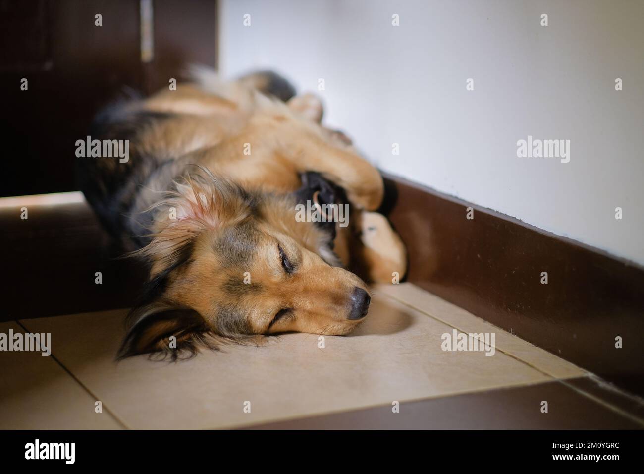Multicolor German Shepherd mix dog asleep indoors, on the floor, paws