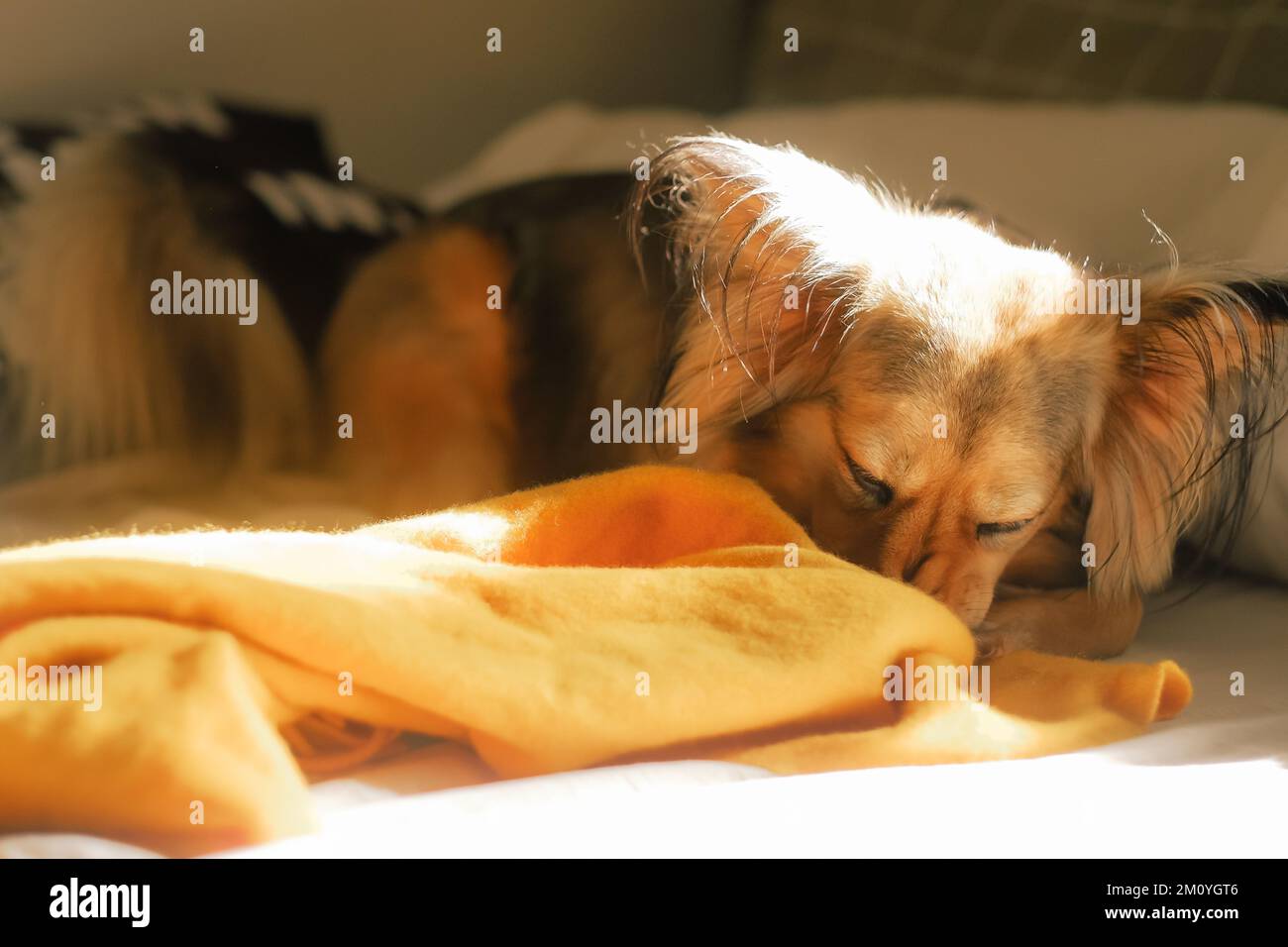 Healthy multicolor German Shepherd mix dog in bed sniffs yellow blanket. Fluffy mixed breed pet at home on a lazy day, golden light from the window. Stock Photo