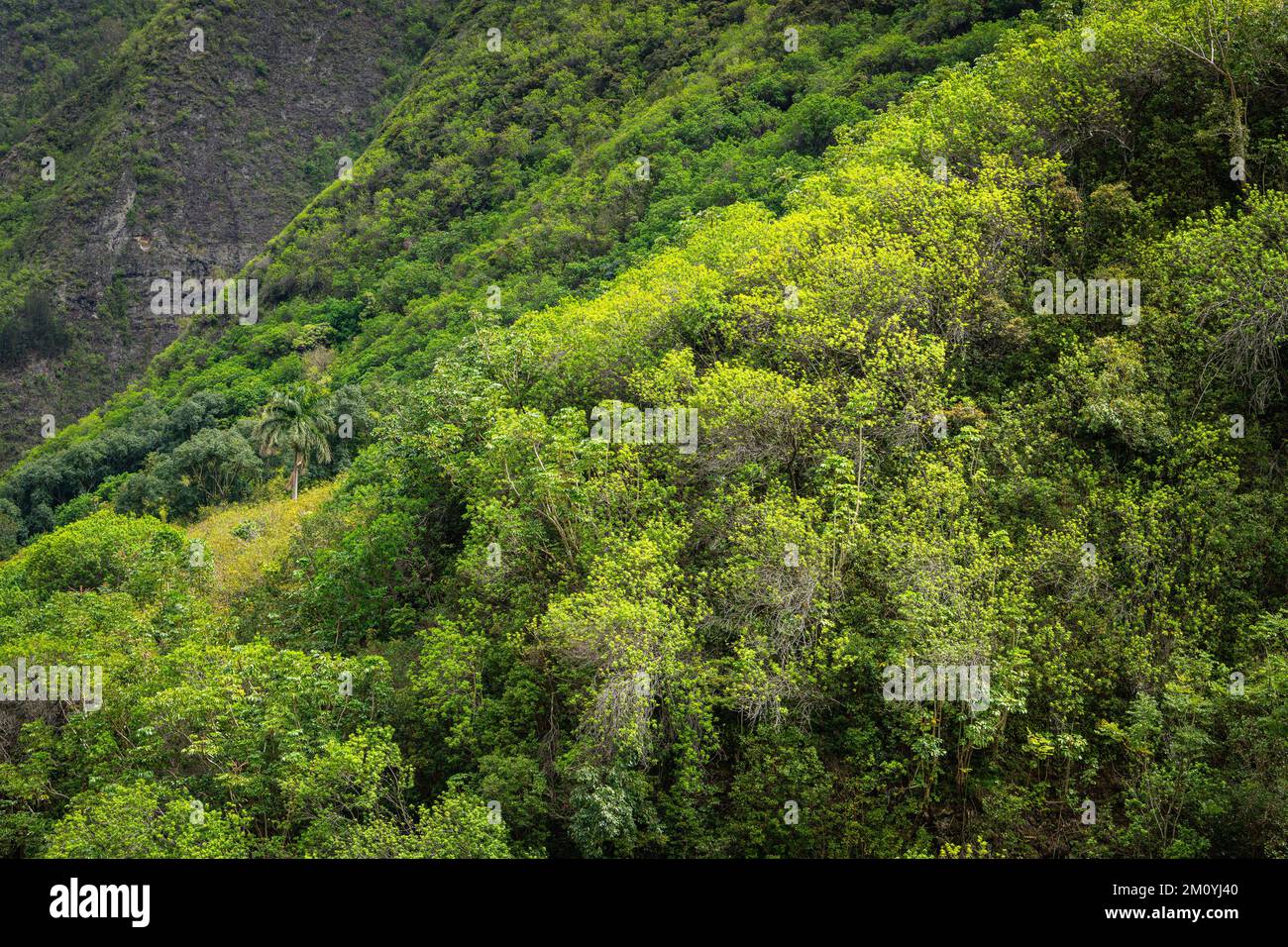 Lush tropical forest, trees, and vegetation on mountainsides above the Iao Valley, Maui Stock Photo