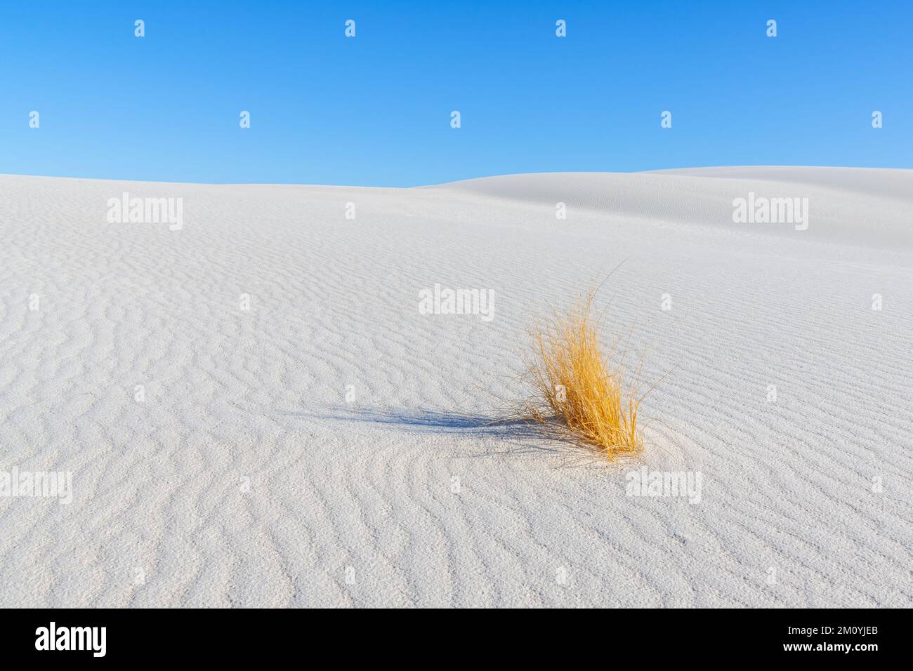 A tenacious grass bunch growing in solitude isolated against a white sand dune in White Sands National Park Stock Photo