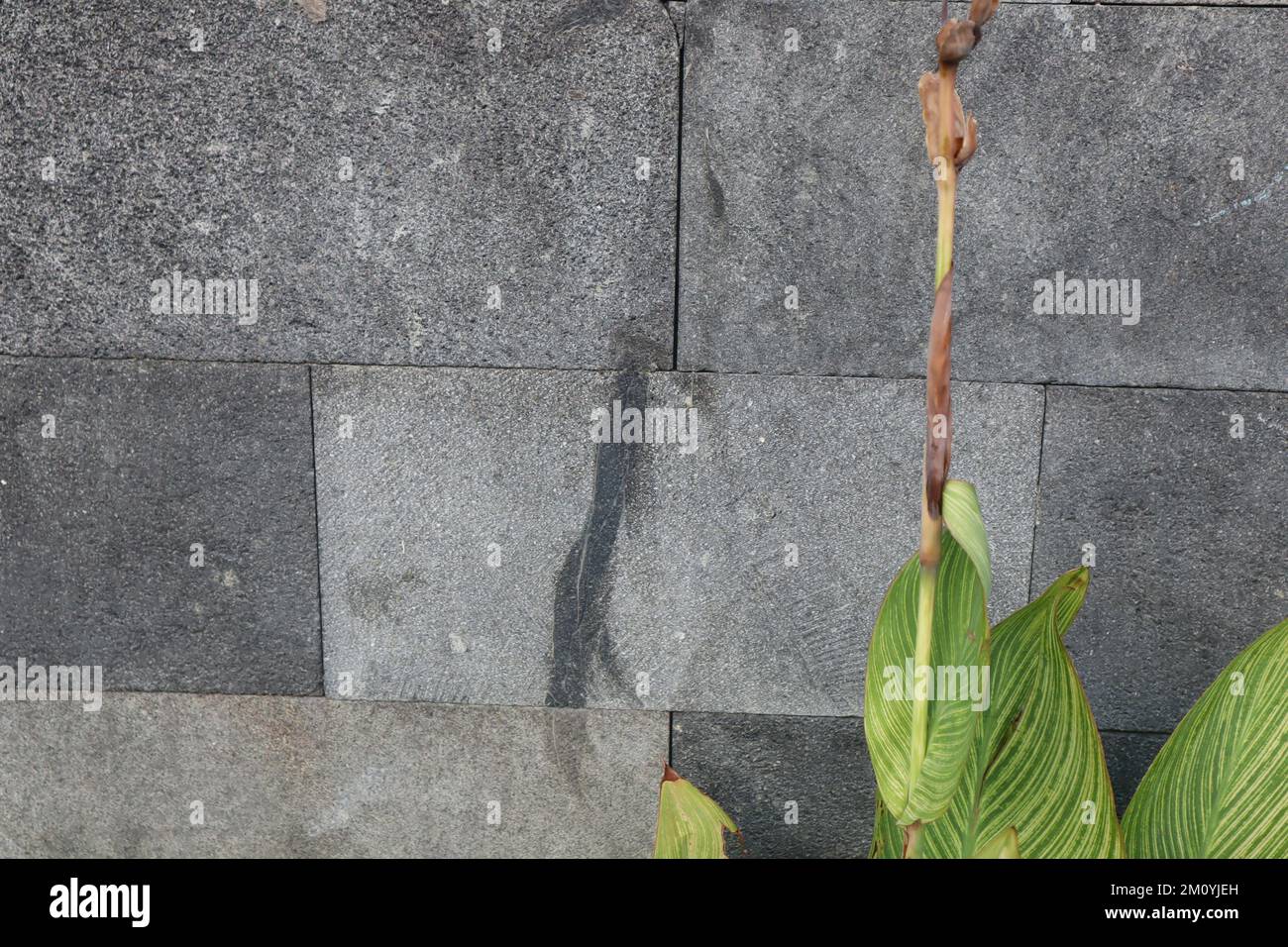 green flowers on the wall and space to write quotes. Stock Photo