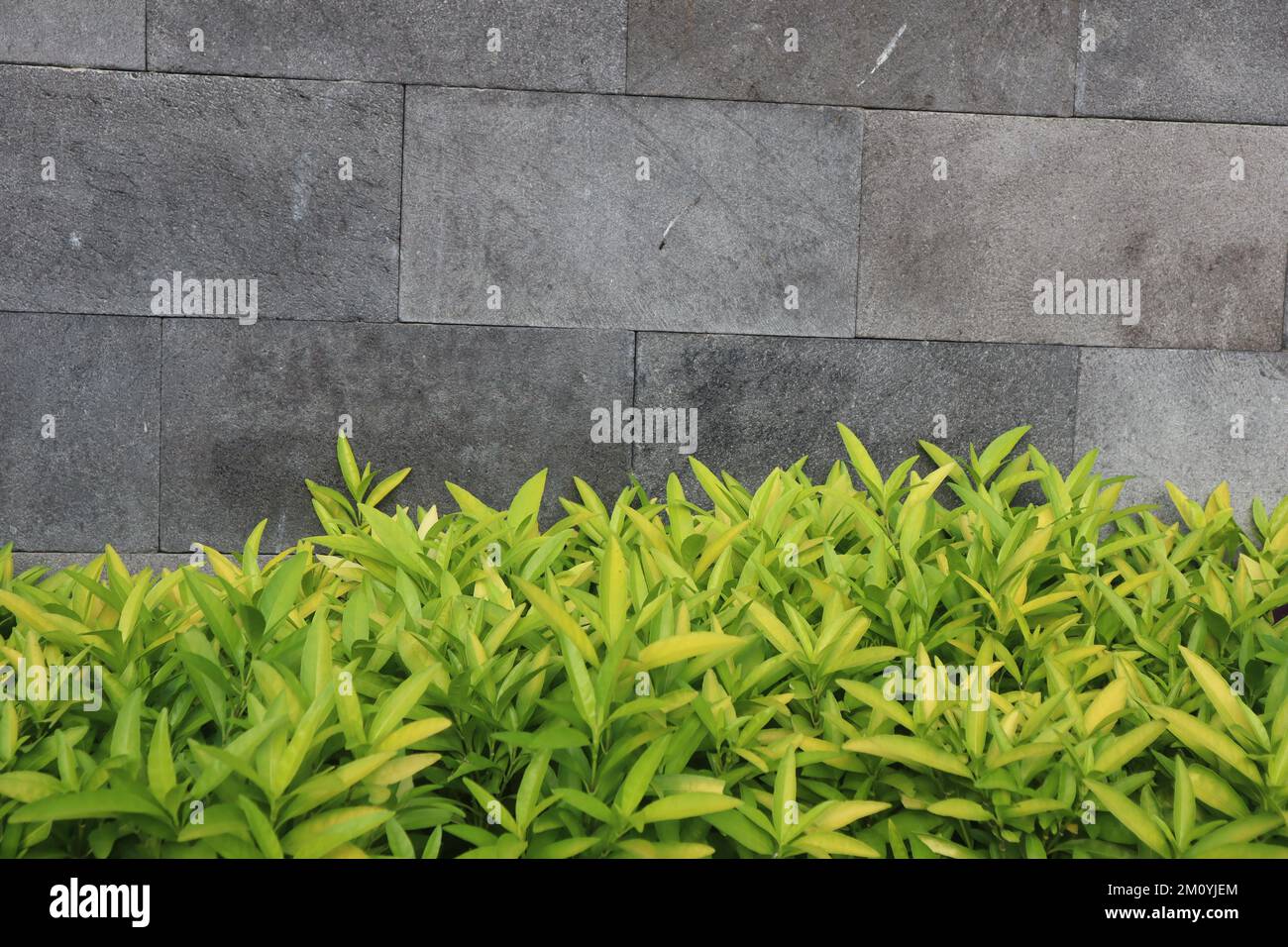 green flowers on the wall and space to write quotes Stock Photo Alamy