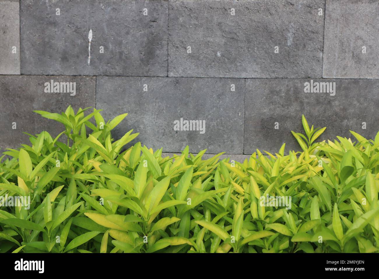 green flowers on the wall and space to write quotes Stock Photo Alamy