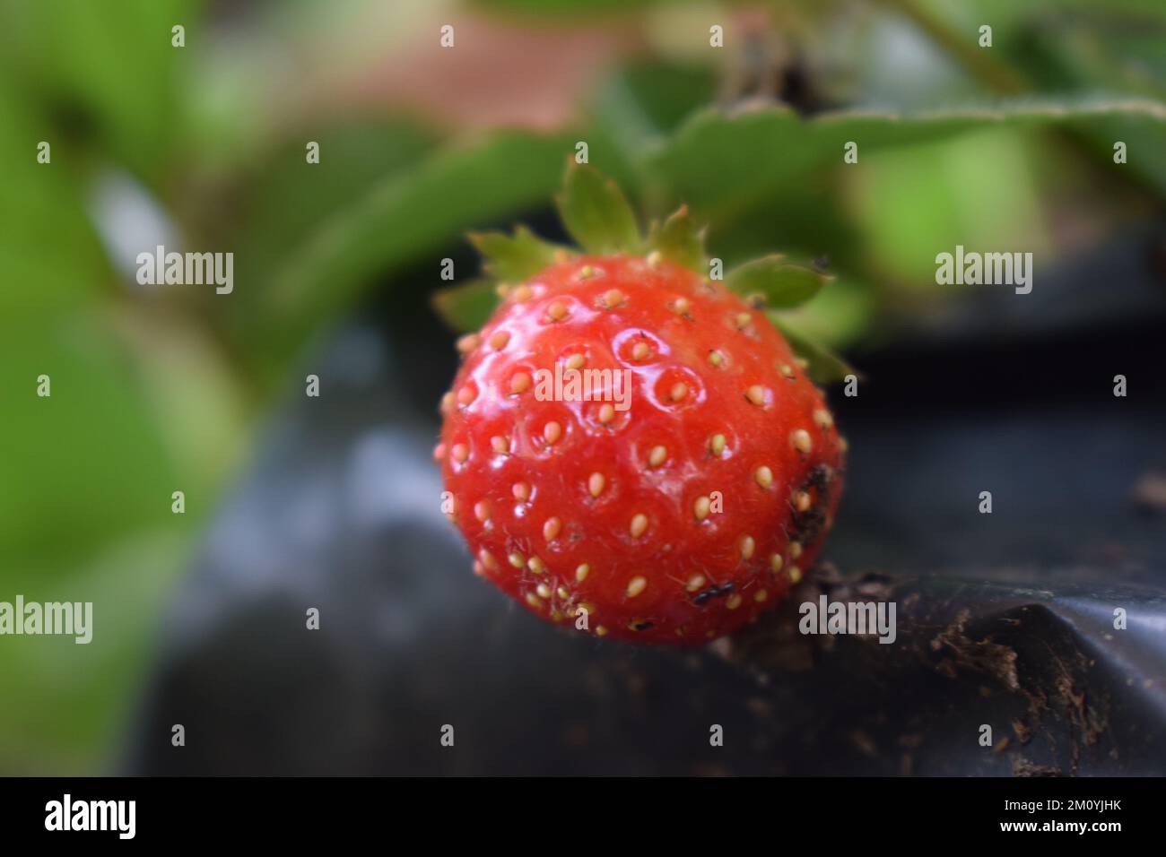 Strawberry fruit in a close-up photo with a blurred background Stock ...
