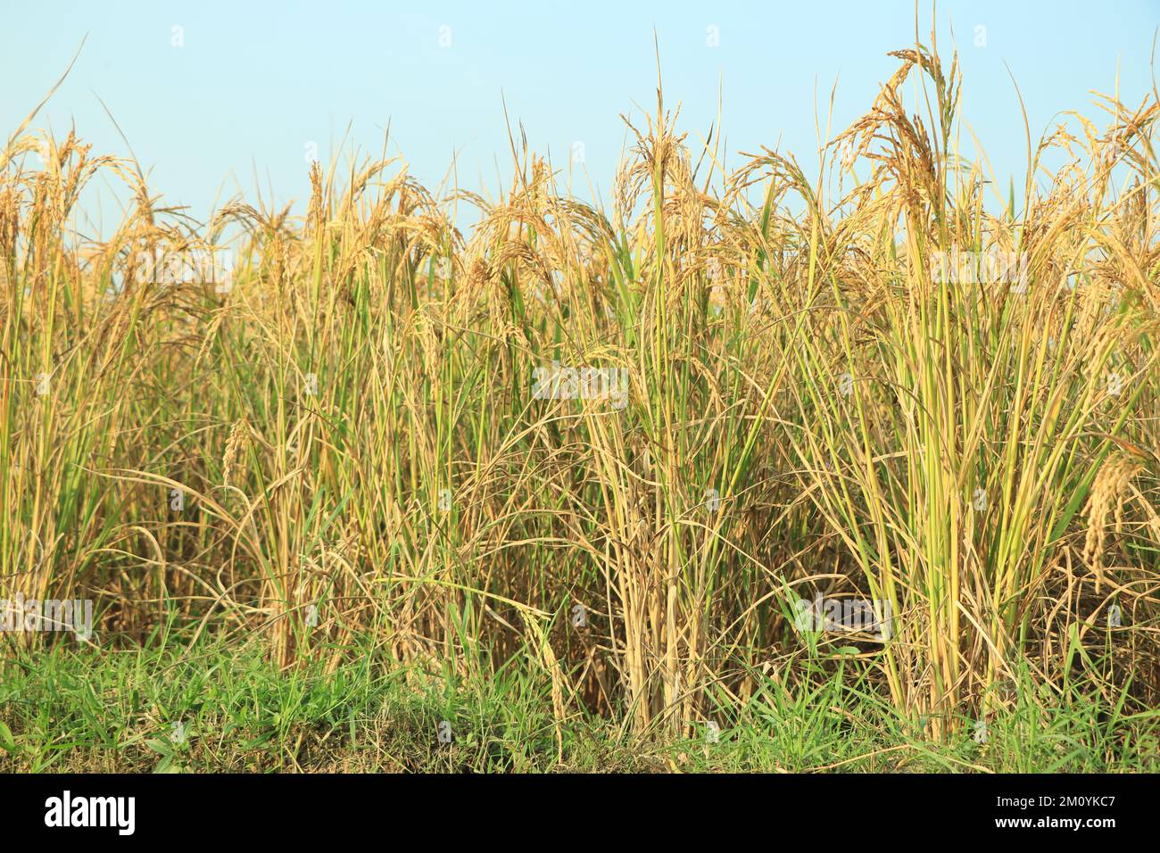 Light Raps In Rice Field Ripe rice field and sky background at sunset time with sun rays Stock ...