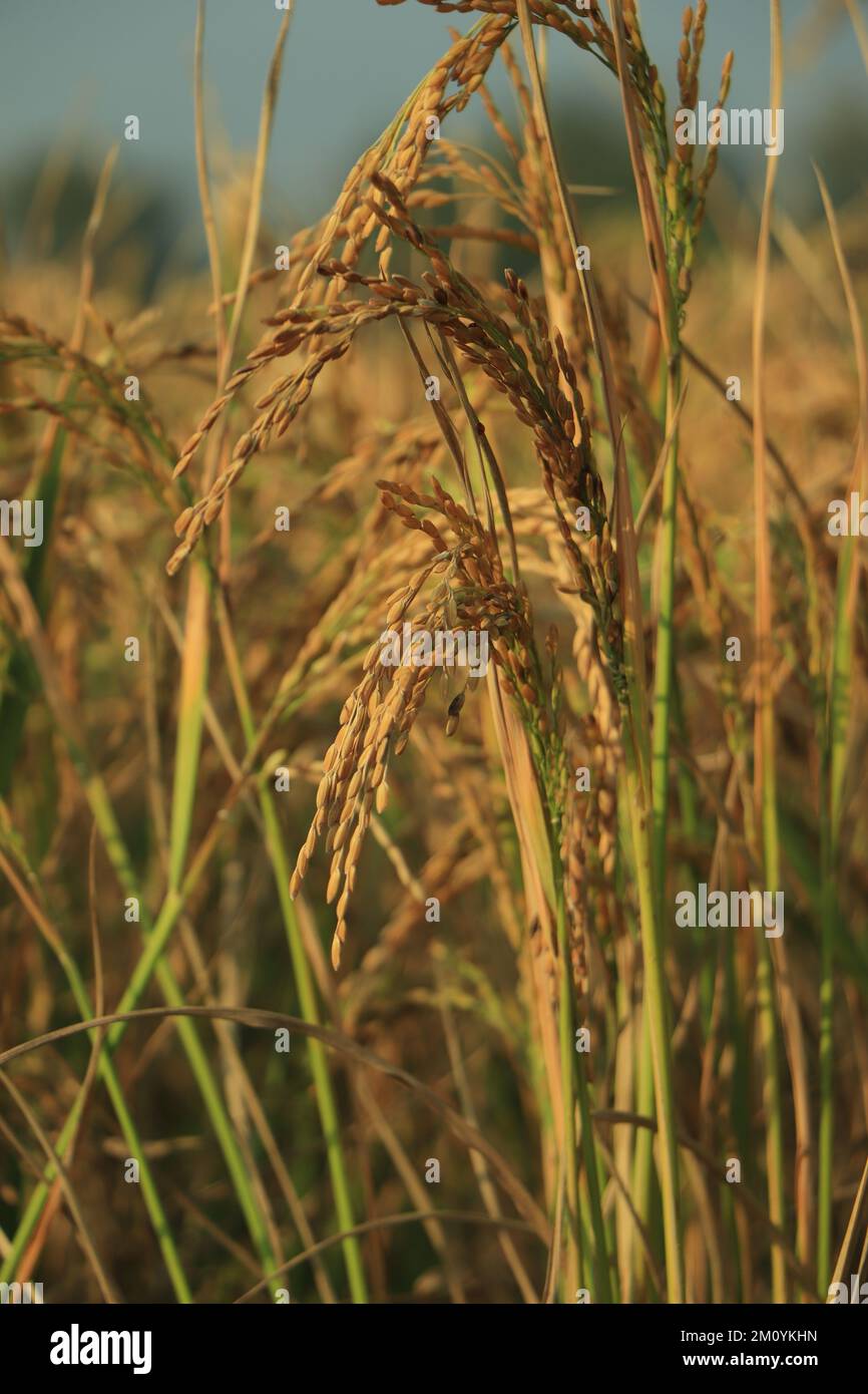 Fresh raw rice paddy hi-res stock photography and images - Alamy