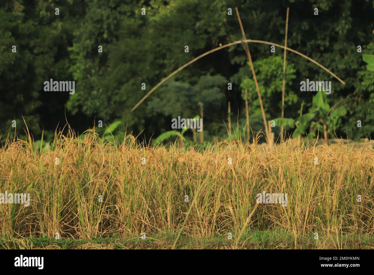 Golden mature rice in field and ready to cut Stock Photo - Alamy