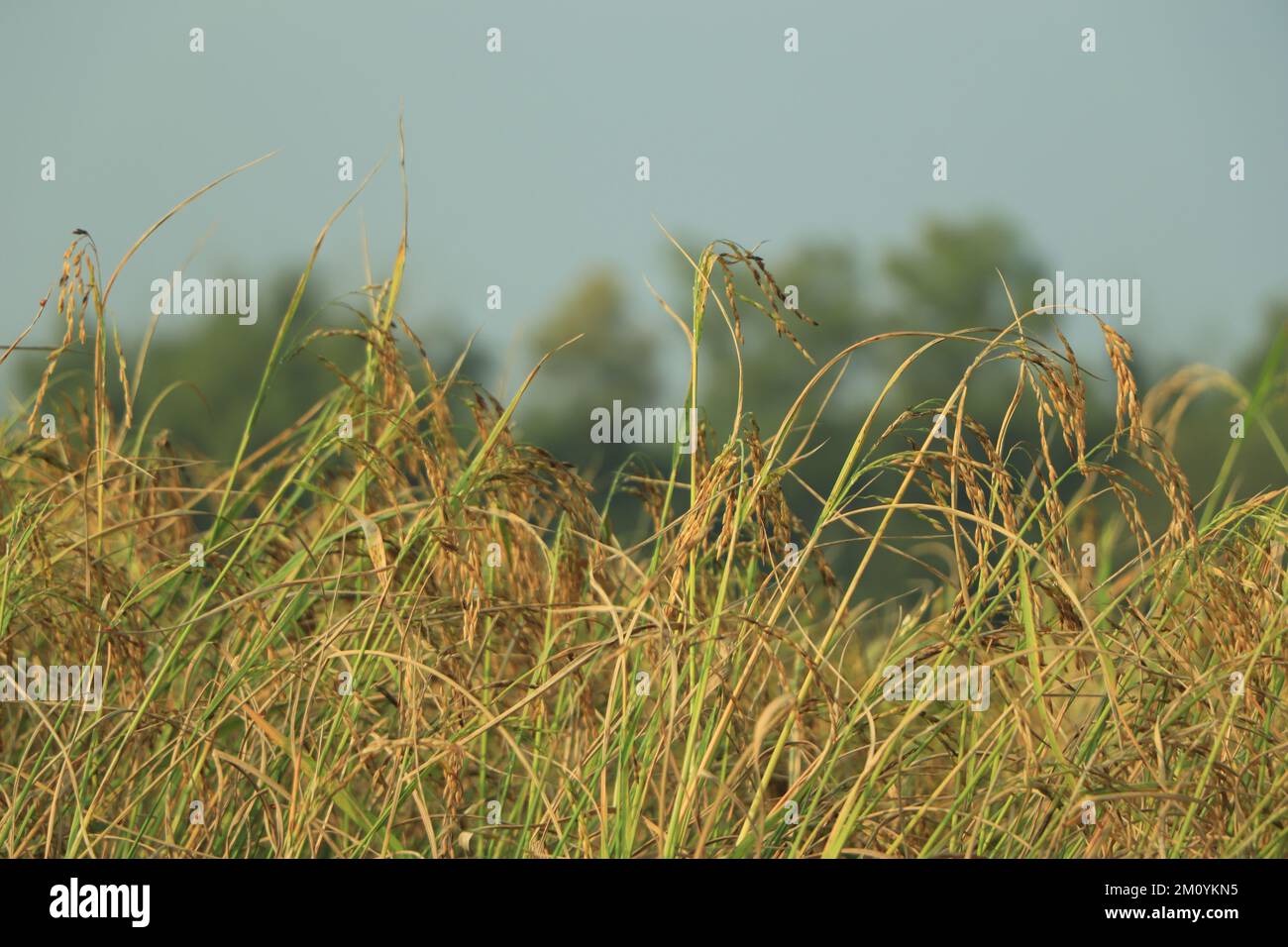 Golden mature rice in field and ready to cut Stock Photo - Alamy
