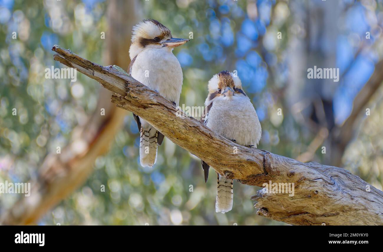 Two Laughing Kookaburras side by side on a sunny day at Deniliquin Island Sanctuary, New South Wales, Australia Stock Photo