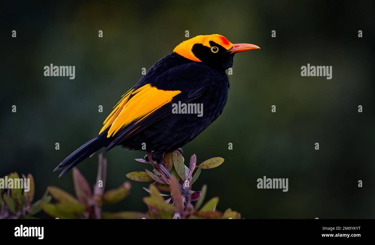 A side profile image of a yellow and black male Regent bowerbird at Lamington National Park, Queensland, Australia Stock Photo