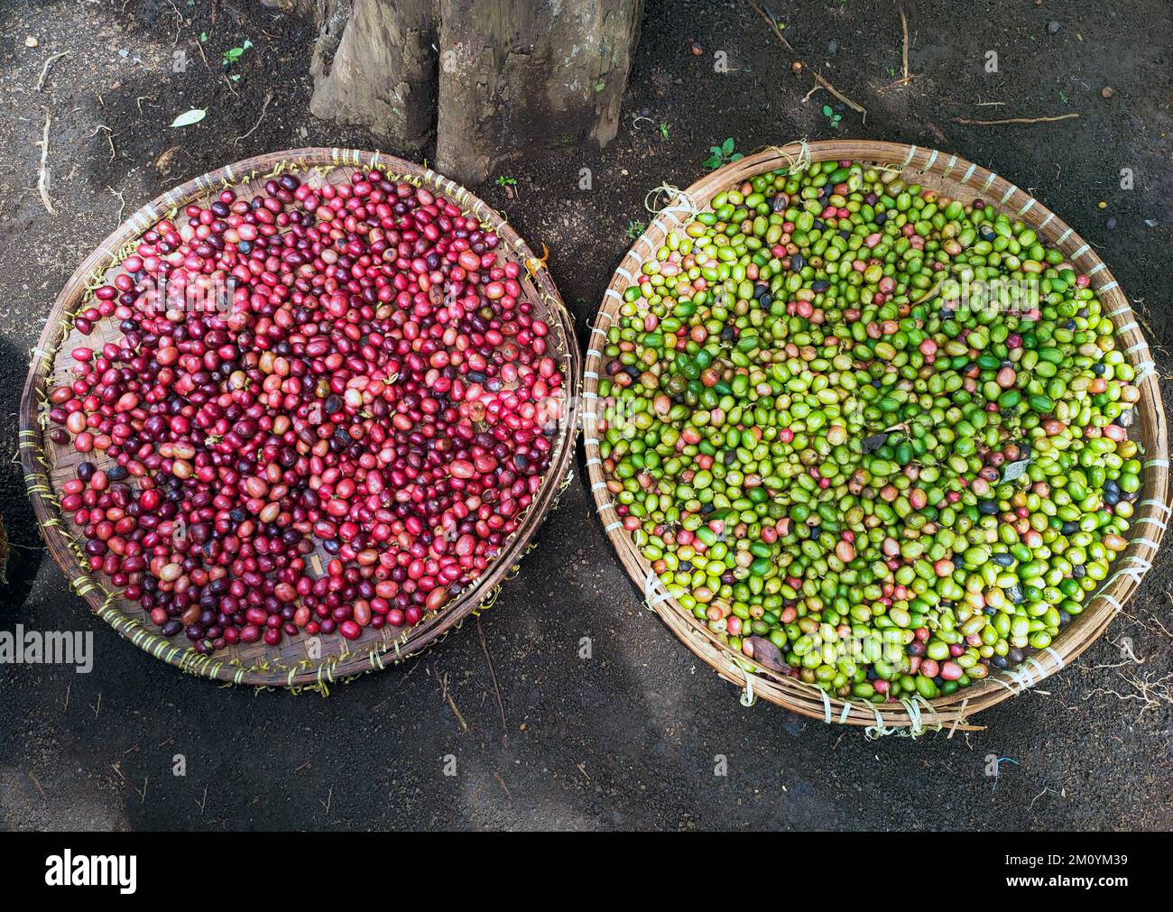 Red and green coffee beans. The difference between highquality coffee beans and mediumquality