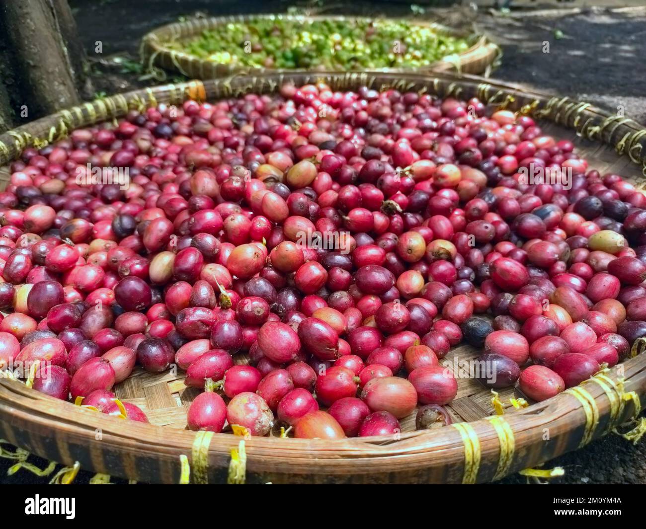 Red and green coffee beans. The difference between highquality coffee beans and mediumquality