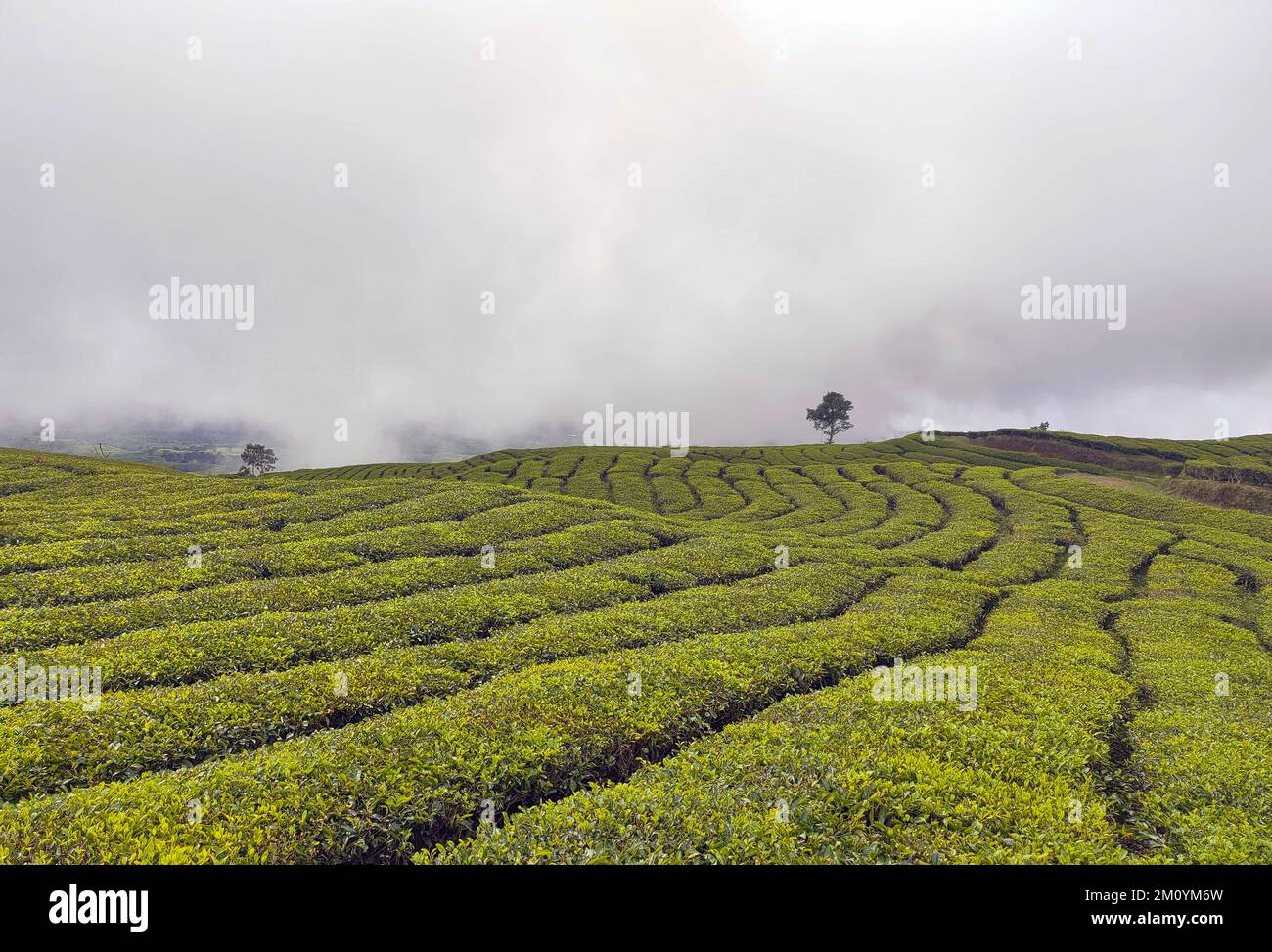view of green tea garden with sky background Stock Photo Alamy