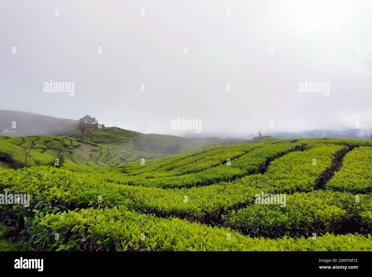 view of green tea garden with sky background Stock Photo Alamy