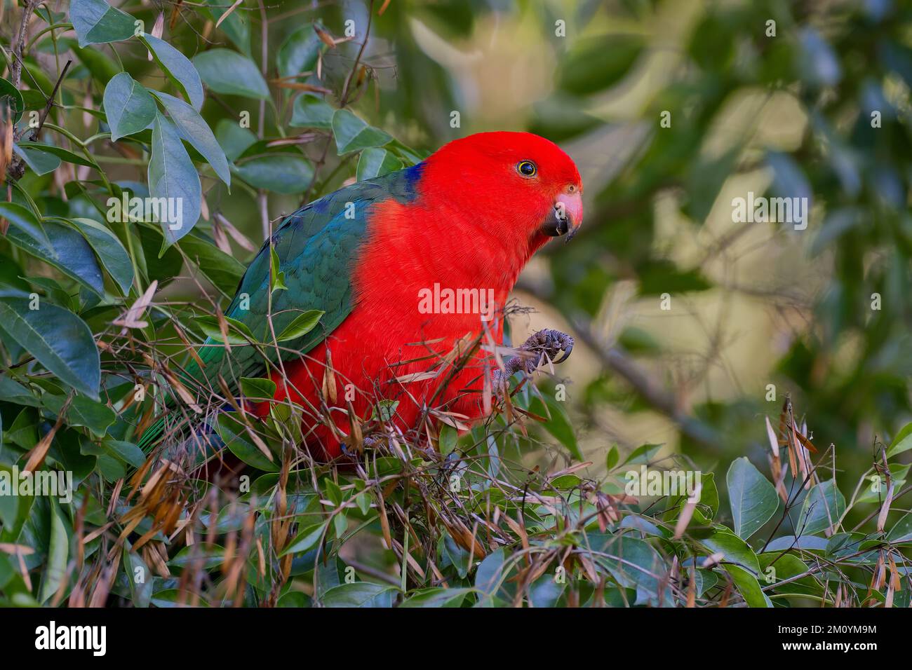 Male King Parrot emerging from leaves, Bunya Mountains National Park, Dandabah, Dalby