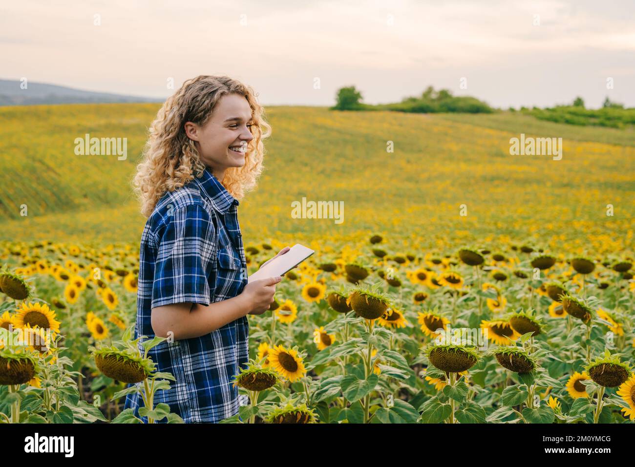 Woman farmer using tablet for statistics collection, standing in the sunflower field. Analyzing agricultural data with intelligent technology. Smart Stock Photo