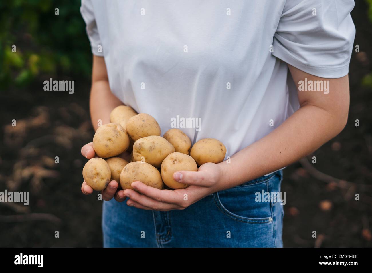Woman's hands holding freshly harvest. Healthy organic food, vegetables, agriculture, close up. Stock Photo
