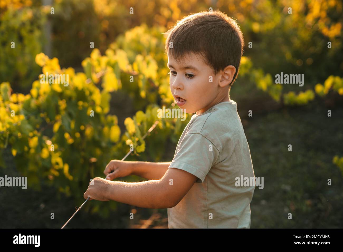 Caucasian boy standing in a vineyard at sunset holding a vine. Sunny autumn sunset. Illuminated by the setting sun. Stands next to the vineyards Stock Photo