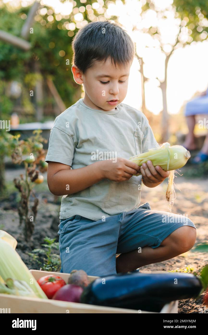 Funny little kid boy picking fresh vegetables in greenhouse, helping her mother on sunny summer day. Family, garden, gardening, lifestyle Stock Photo