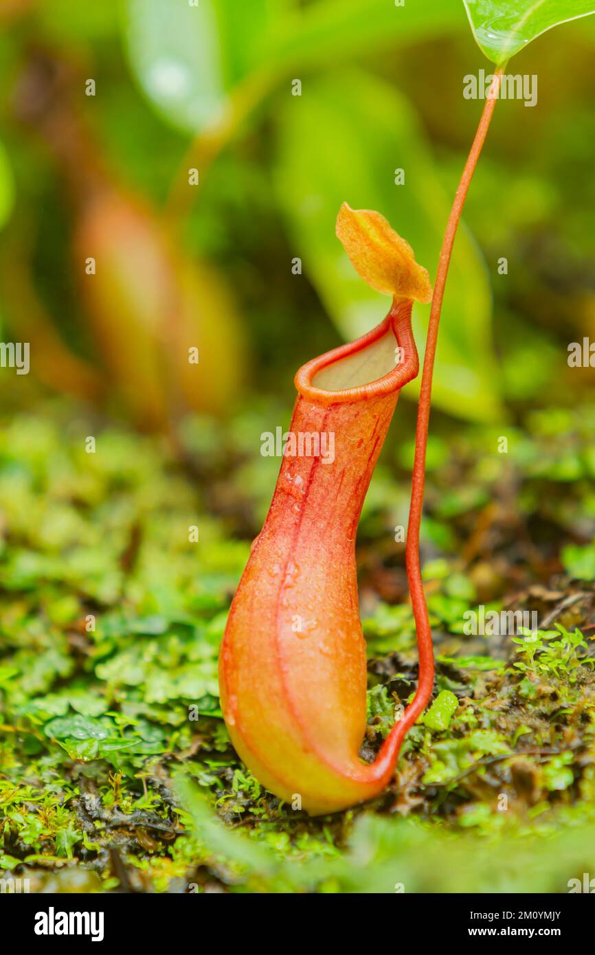 Close up shot of Nepenthes ventricosa at Taiwan Stock Photo