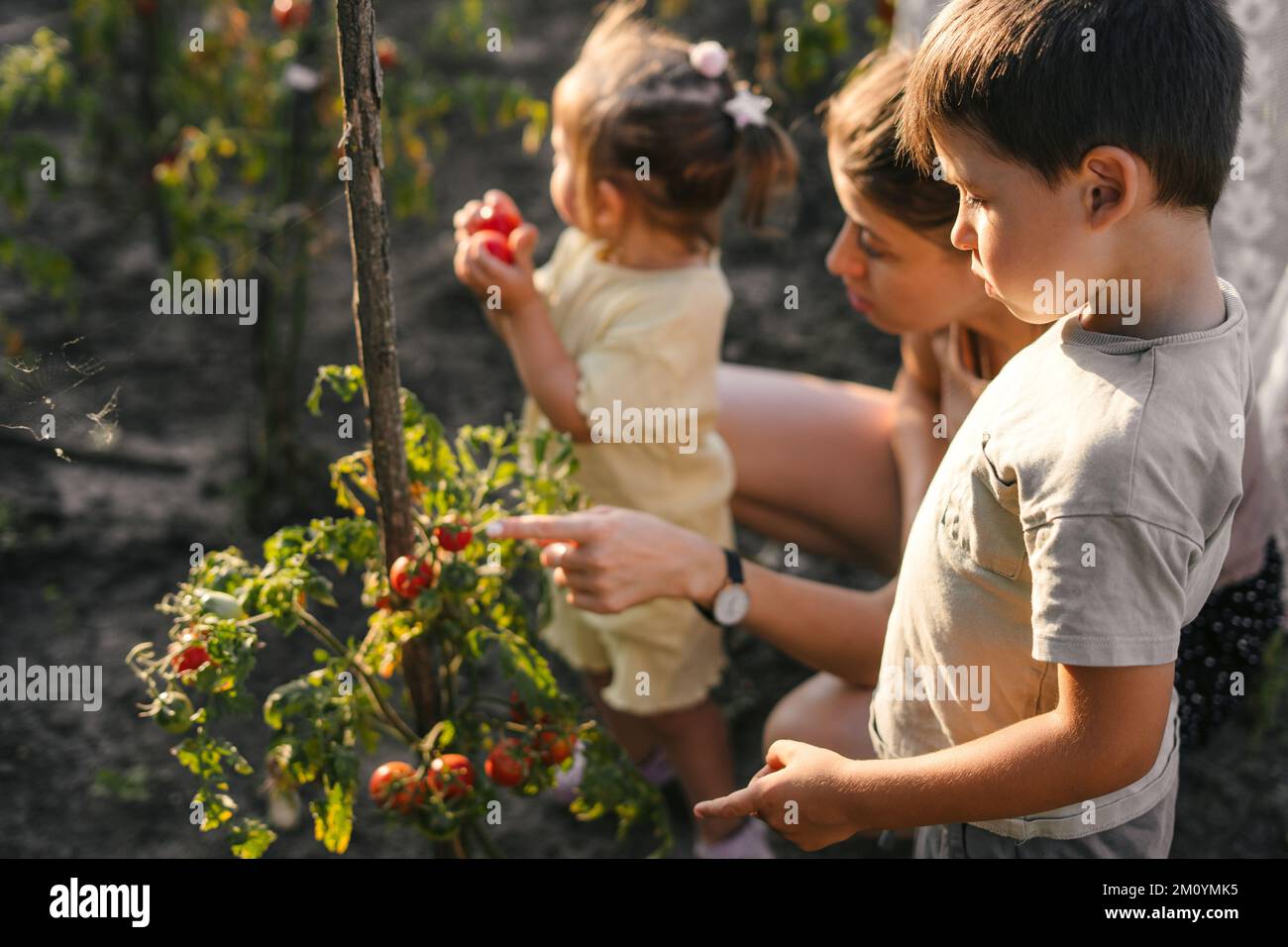 Caucasian woman with her girl and son in a garden, picking fresh vegetables. Self-sufficient family gather fresh produce. Stock Photo
