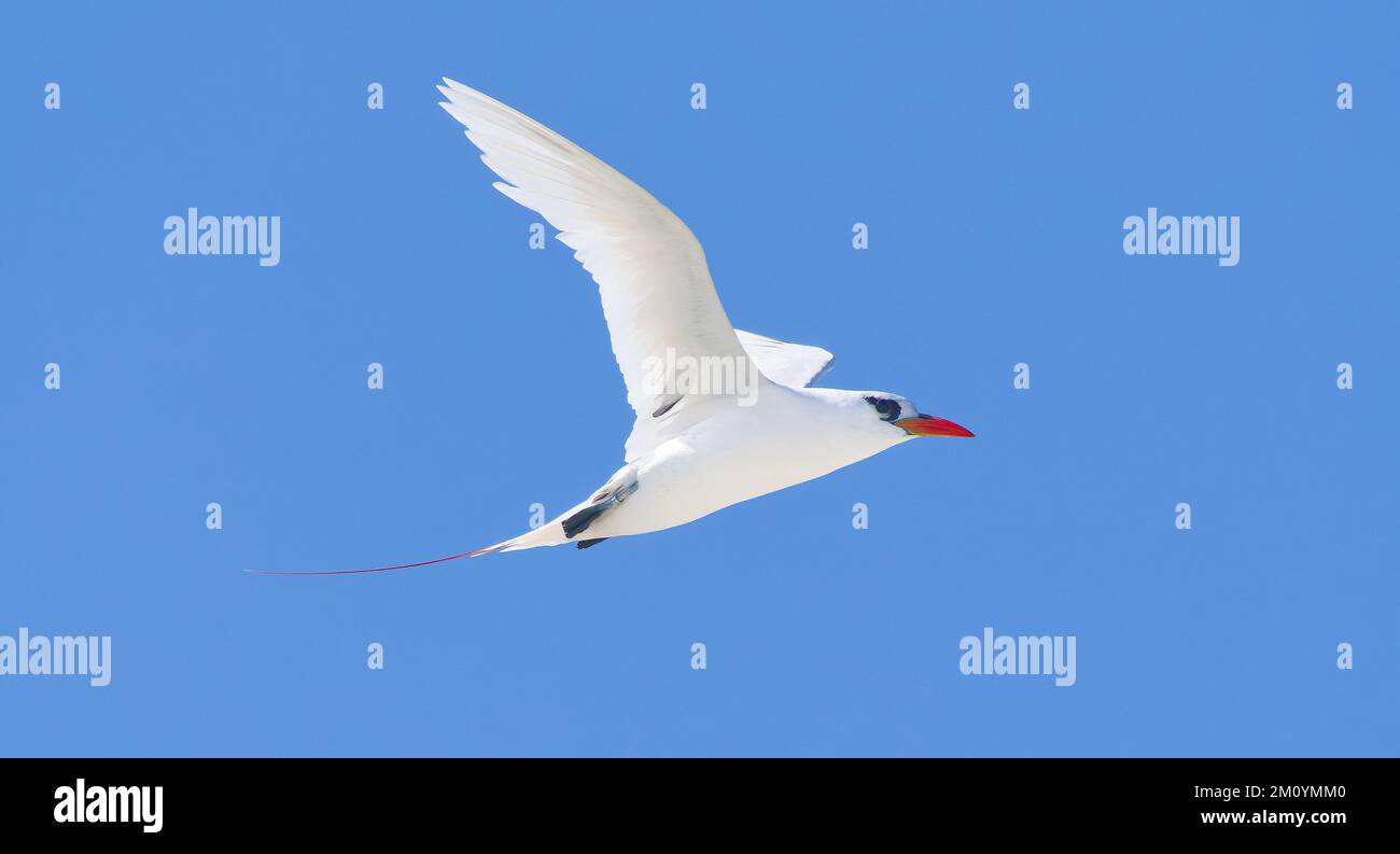 Red-tailed tropicbird in flight above Great barrier reef in far north Queensland, Australia Stock Photo