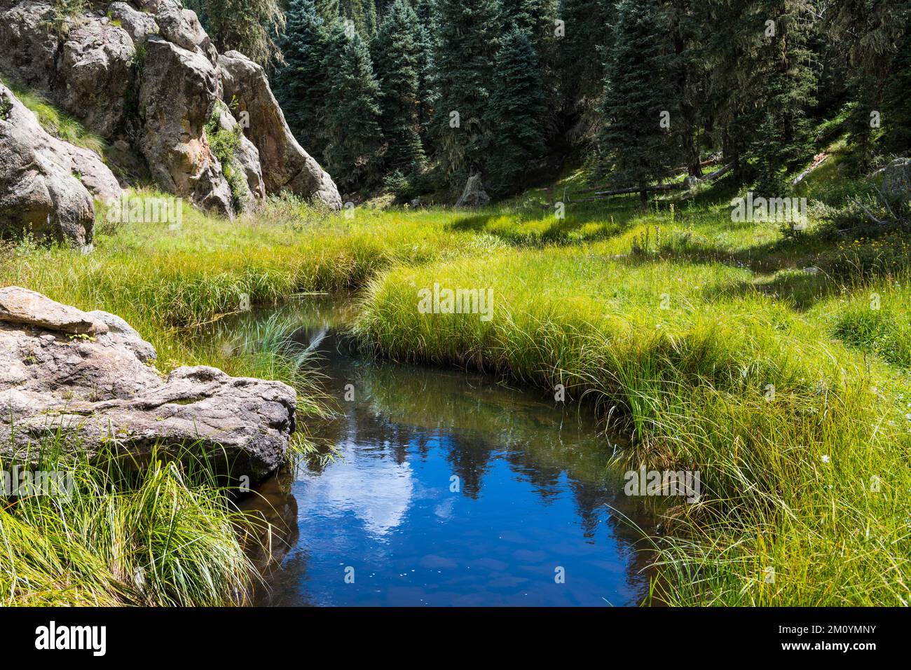 White mountains forest preserve hi-res stock photography and images - Alamy
