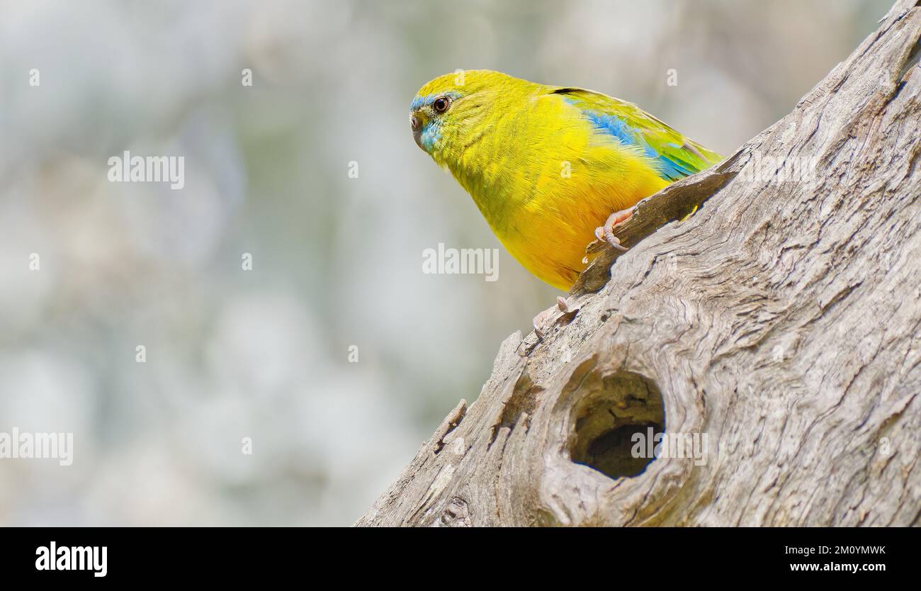 Turquoise parrot hi res stock photography and images Alamy