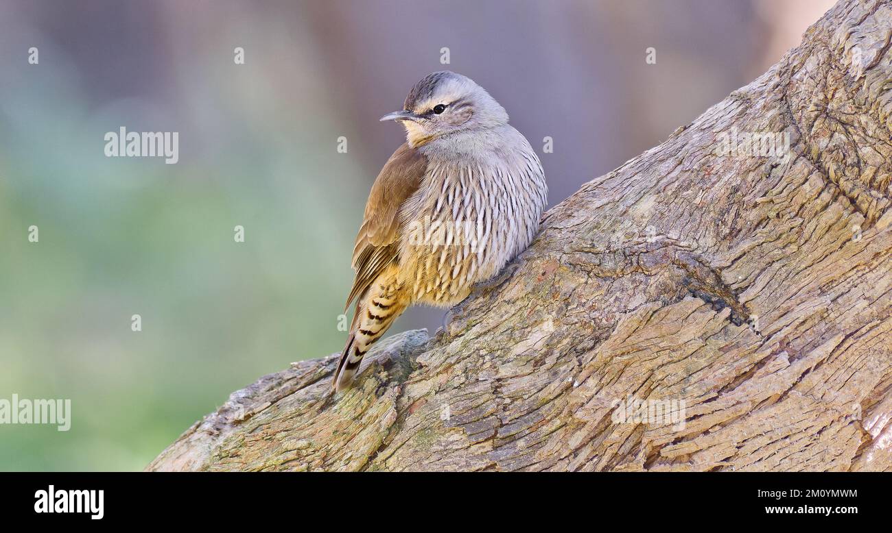 A woodland bird Brown treecreeper perched on the side of a diagonal tree trunk looking left in early morning light at Warby Ranges, Victoria, Australi Stock Photo