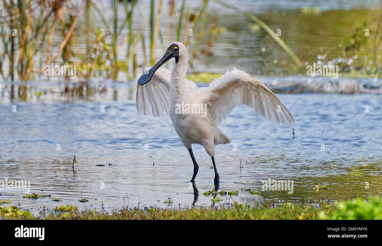 Royal spoonbill with spread wings standing in water in wetland pool at Rockhampton, Queensland, Australia Stock Photo