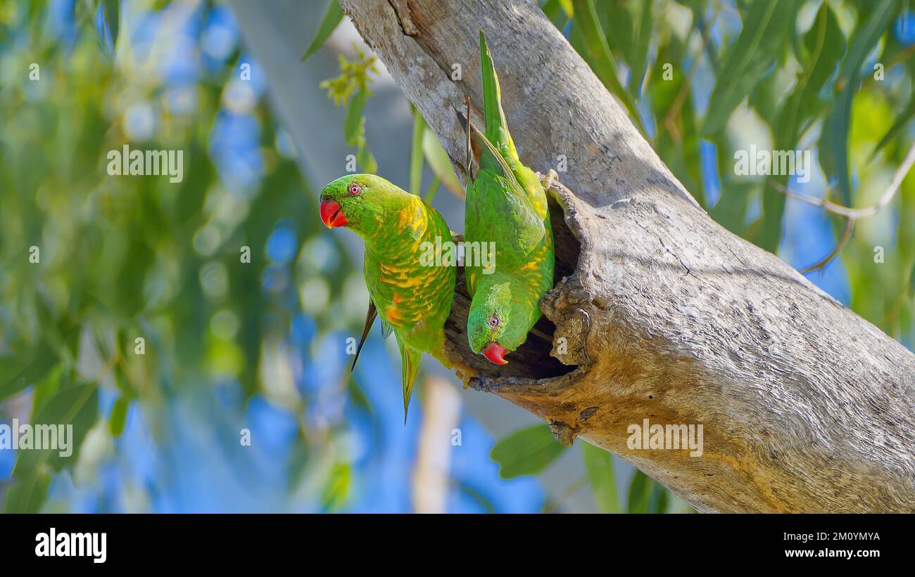 Pair of two Scaly breasted lorikeets at a hollow in an old eucalypt tree inspecting it for a nest location at Rockhampton, Queensland, Australia Stock Photo