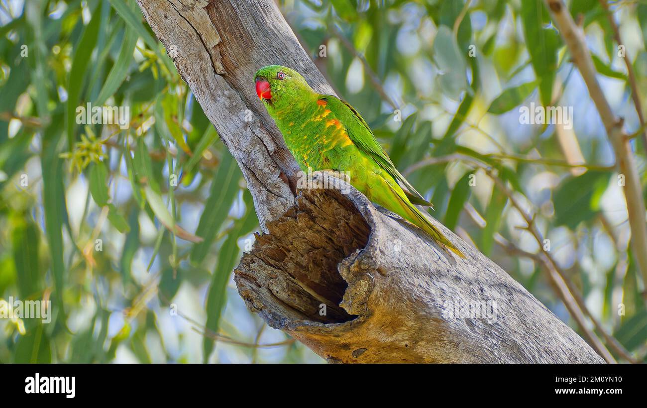 Scaly breasted lorikeet at a hollow in an old eucalypt tree inspecting it for a nest location at Rockhampton, Queensland, Australia Stock Photo