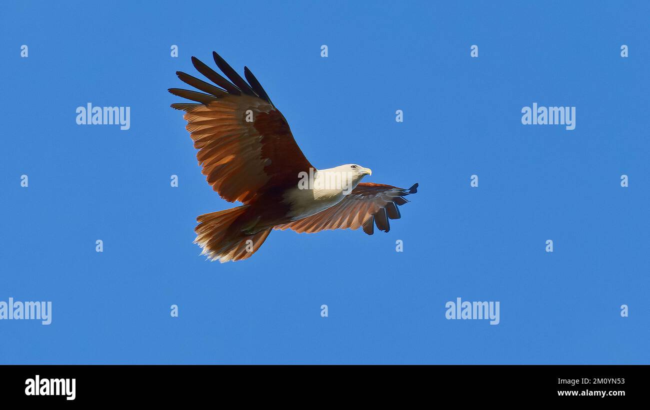 A Brahminy kite bird of prey soars on thermals in a clear blue sky in