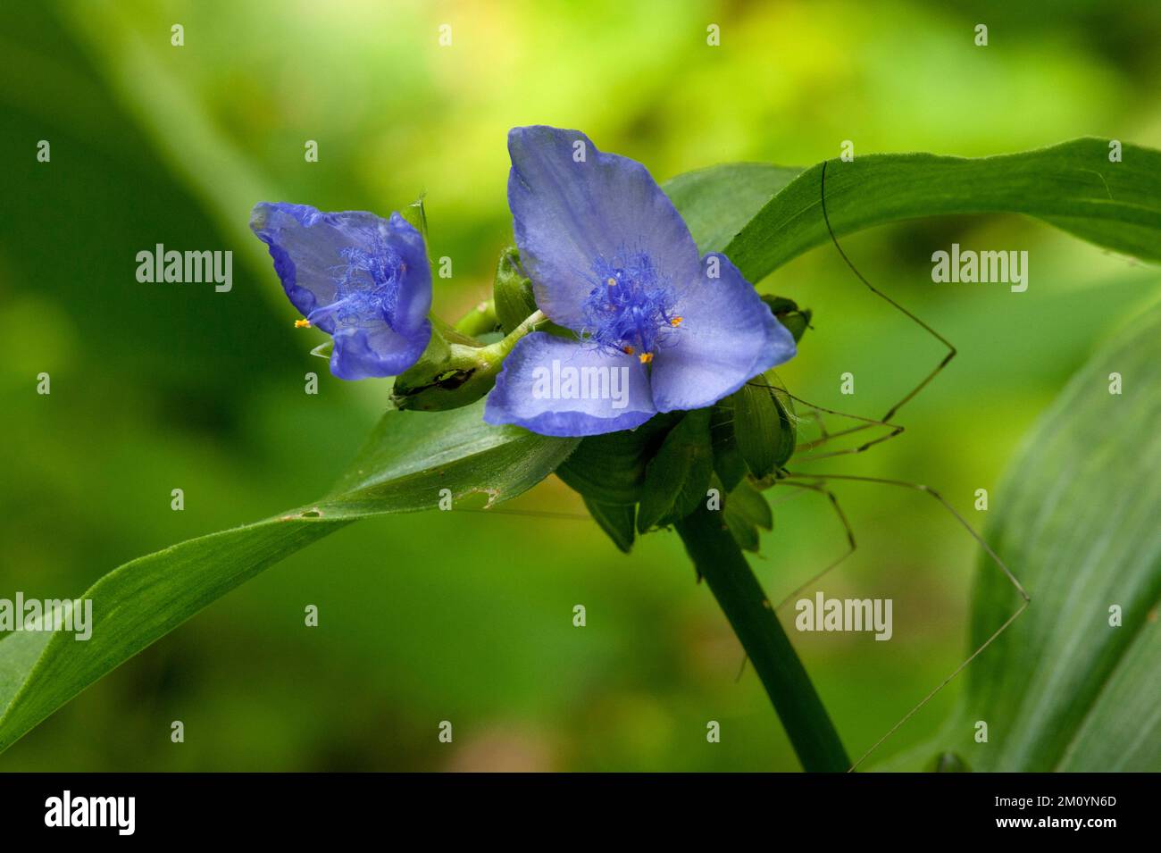 A spiderwort, probably a Virginia Spiderwort (Tradescantia virginiana) - complete with spider - at the Cheekwood Botanical Gardens in Nashville, TN Stock Photo