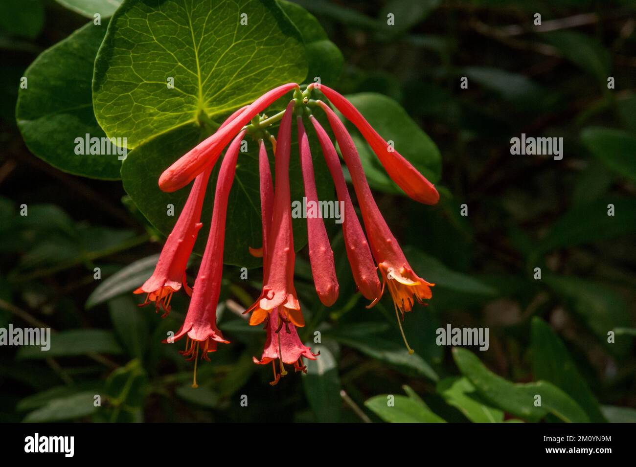 Red honeysuckle (genus Lonicera, species unknown) in the Cheekwood Botanical Gardens, Nashville