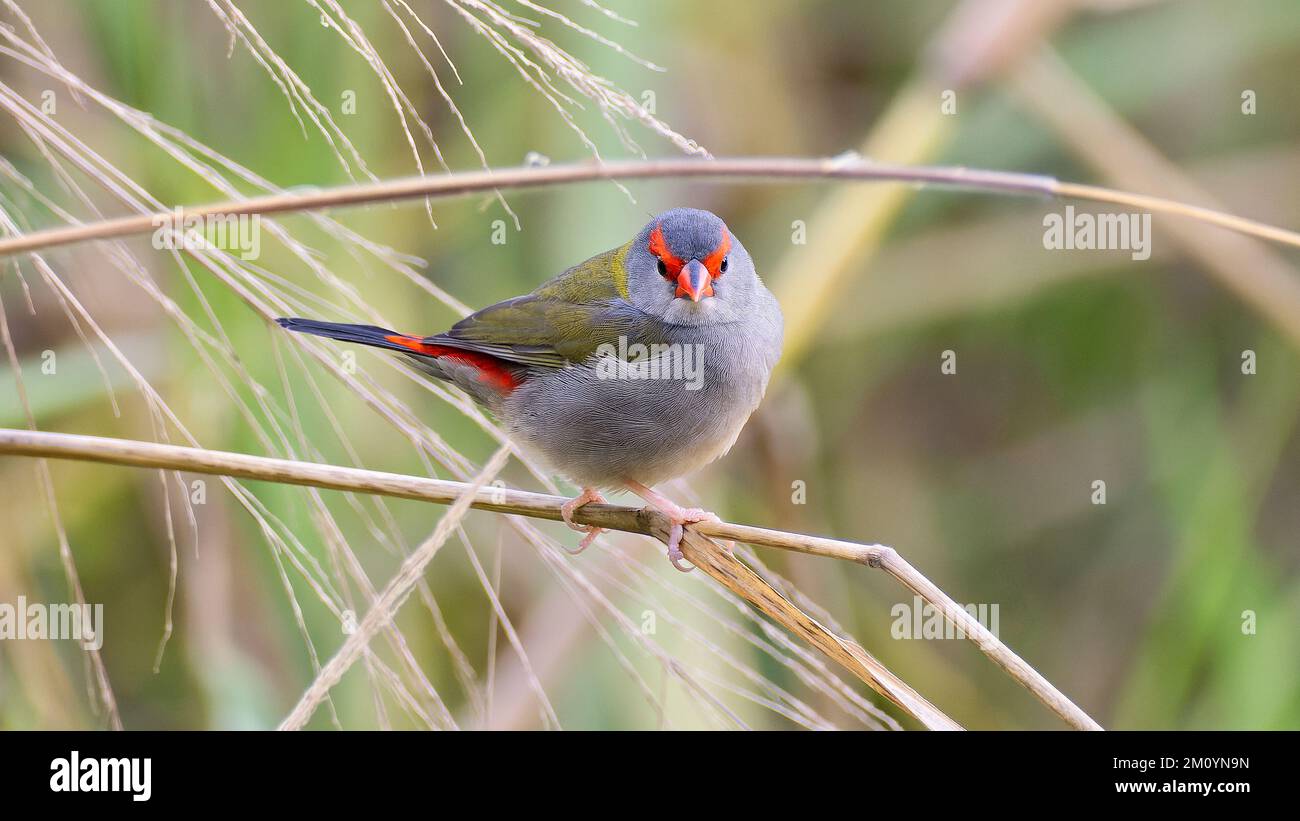 Red-tailed firetail finch bird on grass stem, Julatten, Queensland. Australia Stock Photo