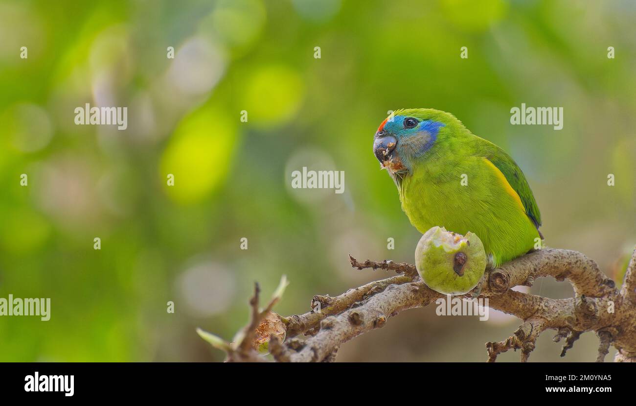Female Double eyed fig parrot eating figs Atherton Tablelands Julatten Queens;and Australia Stock Photo